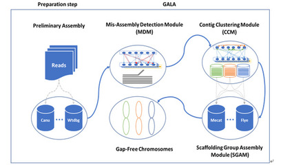 前沿 | 農學院甘祥超教授團隊發布端粒到端粒無缺失染色體組裝技術新路線